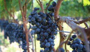 uva malbec de viñedos argentinos